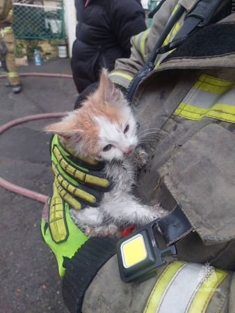 Пятерых котят спасли из пожара на Темерницкой