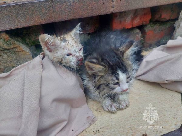 Пятерых котят спасли из пожара на Темерницкой