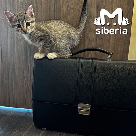 https://static.mash.ru/unsafe/rs:fit:600:450/czM6Ly9tYXNoL2ltYWdlLzIwMjQtMDEtMTYvMGE4ZWI1ZDEtMDg3Yi00ZmZkLWE0NTktOGU2MDk4NThmOTNhLmpwZWc