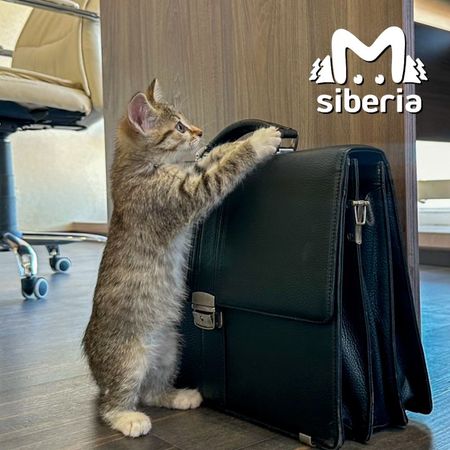 https://static.mash.ru/unsafe/rs:fit:600:450/czM6Ly9tYXNoL2ltYWdlLzIwMjQtMDEtMTYvZWQ3NmEwNTQtMjViYy00NTg3LWE2YTYtYjUyMzFhNzg1ZjQ0LmpwZWc