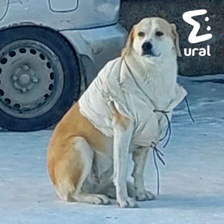Жители Сургута одевают бездомную собаку по погоде каждый день и ищут ей семью