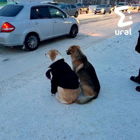 Жители Сургута одевают бездомную собаку по погоде каждый день и ищут ей семью
