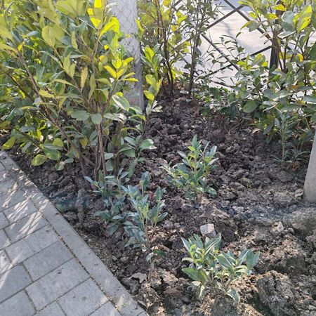 Житель Ялты вырвал несколько кустов из клумб в центре города