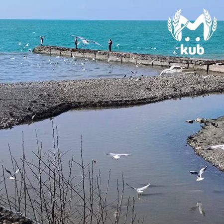 Водоканал сливает канализационные отходы в реку Псахе в Сочи