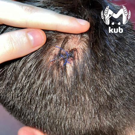 Двоих полицейских серьёзно ранили на Стахановской