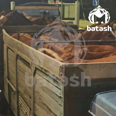 Башкирских лошадей попытались незаконно увезти в Казахстан
