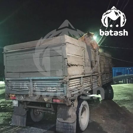Башкирских лошадей попытались незаконно увезти в Казахстан