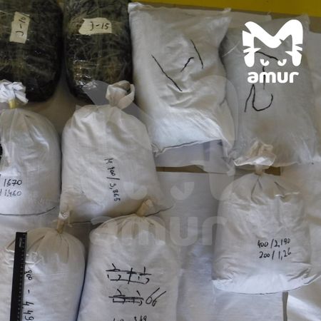Крупнейшую за полвека партию трепанга пытались вывезти из Амурской области