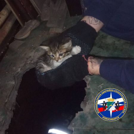 Спасатели в Новосибирске вскрыли пол, чтобы вытащить из-под него котёнка
