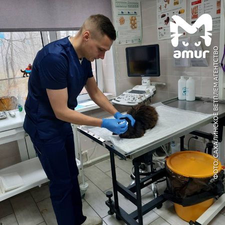 Бездомный кот с Сахалина раз в год приходит в ветклинику на процедуры