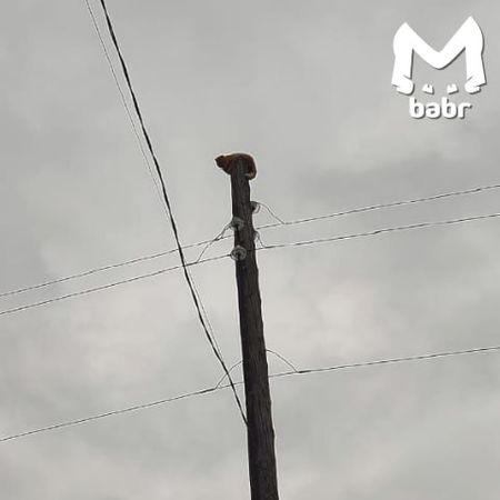 Котика, который три дня просидел на столбе в Вихоревке, спасли