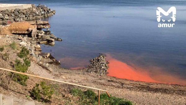 Море у берегов Владивостока окрасилось в ржавый цвет