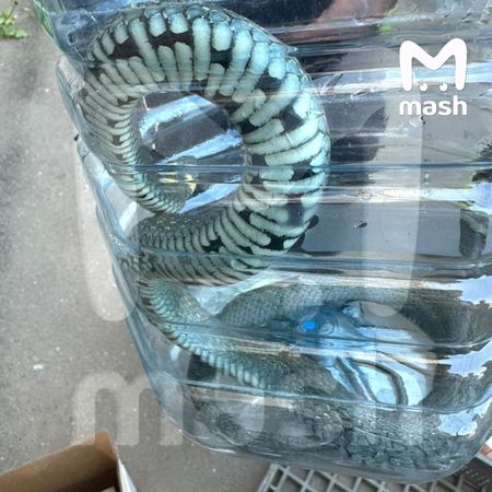 В магазин "Белорусские продукты" в московском Зеленограде приполз уж