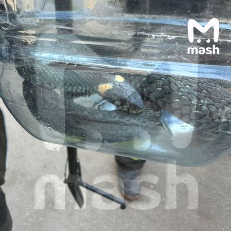 В магазин "Белорусские продукты" в московском Зеленограде приполз уж