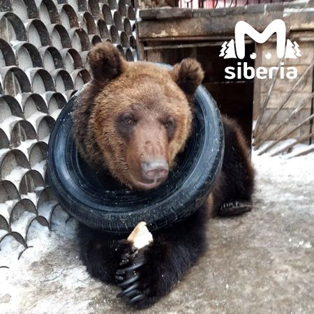Дом для брошенного мишки ищут в Алтайском крае