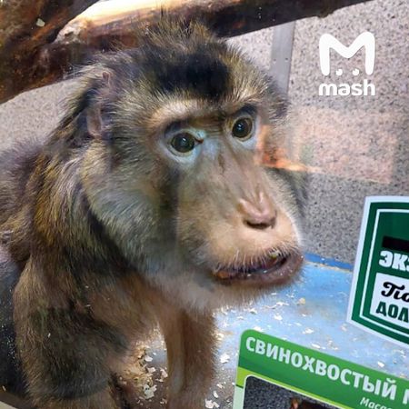 В тульском зоопарке обезьяна по кличке Министр отпраздновала День рождения