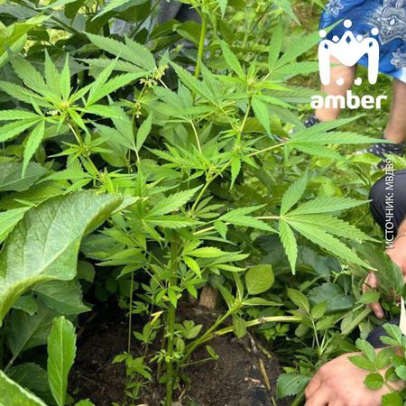 Под Нестеровом у весёлого фермера накрыли плантацию конопли