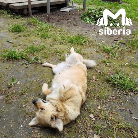 Хаски, сбежавшие из кемеровского парка, покусали женщину и загрызли её собачку