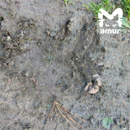 Медведь загрыз двух мужчин и собаку в Приморье