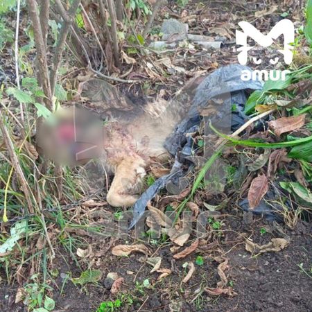 Медведь загрыз двух мужчин и собаку в Приморье
