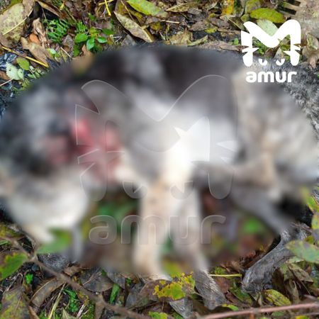 Медведь загрыз собаку недалеко от Лучегорска, где недавно застрелили косолапого людоеда