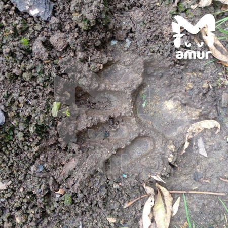 Медведь загрыз собаку недалеко от Лучегорска, где недавно застрелили косолапого людоеда