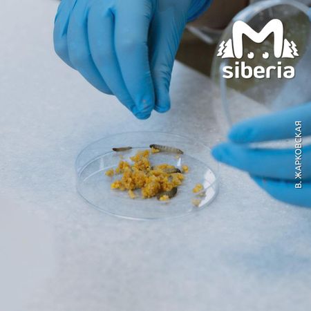 Студентка НГТУ придумала новый способ утилизировать пластик — скармливать его восковой моли