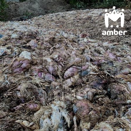 «Балтптицепрому» грозит штраф в размере 256 миллионов рублей за вред окружающей среде