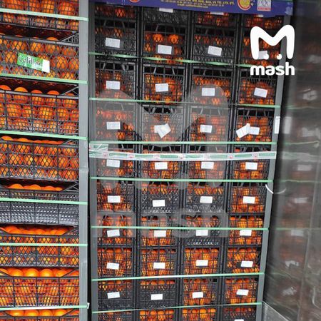 В Новороссийске мелкая плодовая муха уничтожила почти 23 тонны мандаринов
