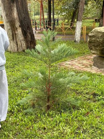 Настоящие мужчины из Подмосковья приехали в Дагестан, чтобы высадить 200 гигантских секвой
