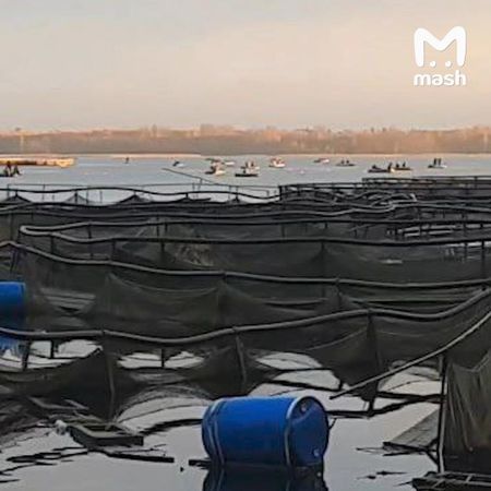 Форель на 100 млн рублей уплыла из рыбного хозяйства под Новгородом