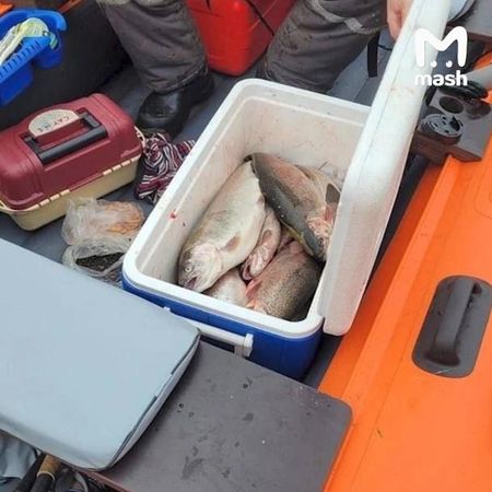 Форель на 100 млн рублей уплыла из рыбного хозяйства под Новгородом