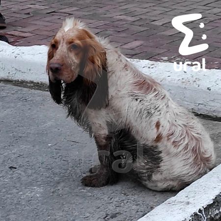 Нижневартовский Хатико пропал