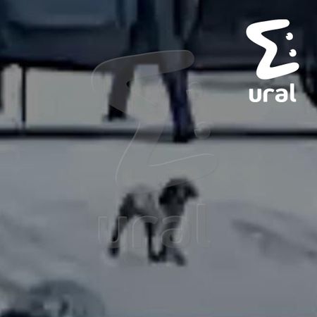 Нижневартовский Хатико пропал