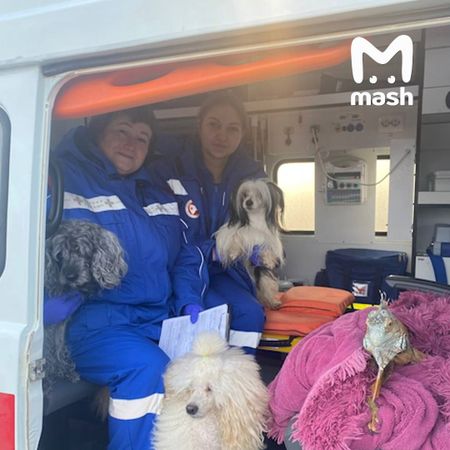 Микроавтобус с артистами цирка попал в самое милое ДТП в Брянске