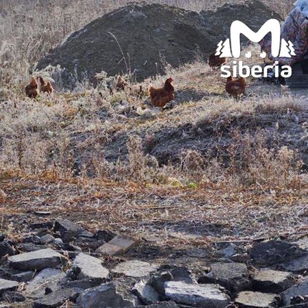 Достопримечательности новосибирского Хилка —  черепа, мусорные кучи и зловонные ручьи