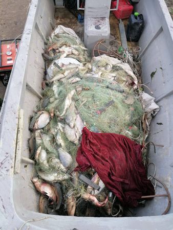 Жирненького осетра и стерлядь на три миллиона рублей поймал браконьер в районе Кагальника