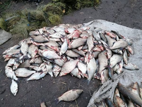 Жирненького осетра и стерлядь на три миллиона рублей поймал браконьер в районе Кагальника