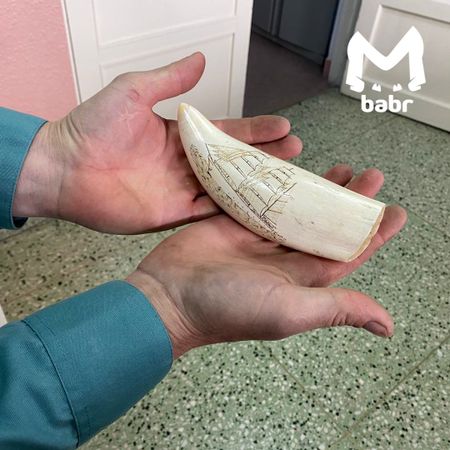 Бивни моржа и зубы кашалота на 3 млн рублей пытался вывезти гражданин Китая из Забайкалья