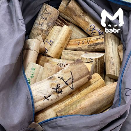 Бивни моржа и зубы кашалота на 3 млн рублей пытался вывезти гражданин Китая из Забайкалья