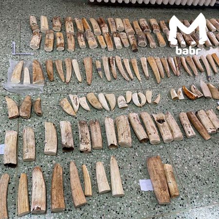 Бивни моржа и зубы кашалота на 3 млн рублей пытался вывезти гражданин Китая из Забайкалья