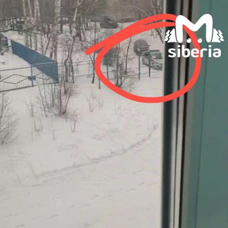 Росгвардия приехала в Новосибирскую школу