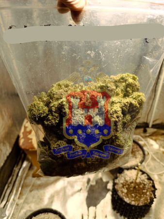 Калининградец вырастил в квартире несколько кустов конопли