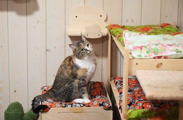 В Азнакаево открыли приют «Кошкин дом»