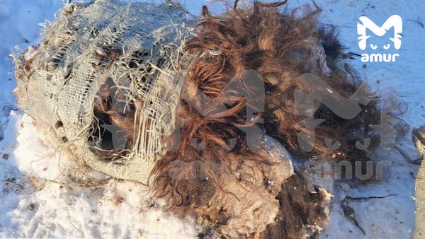 Свалку из кишок и шкур баранов обнаружили недалеко от хабаровского аэропорта