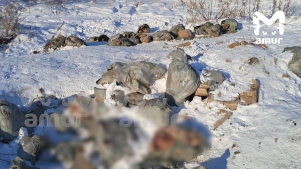 Свалку из кишок и шкур баранов обнаружили недалеко от хабаровского аэропорта