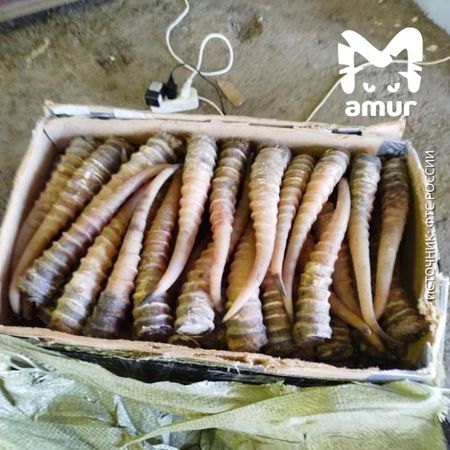 В туристическом автобусе, следовавшем из Хабаровска в Китай, нашли рога краснокнижных сайгаков