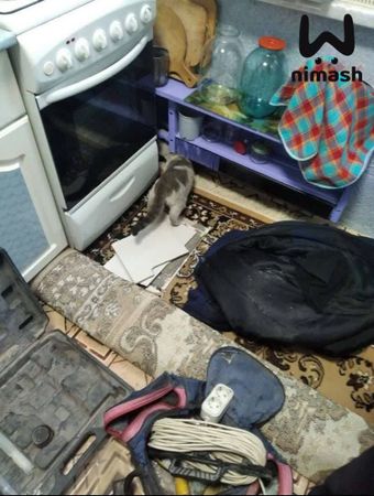 В Арзамасе спасатели выломали стену в квартире, чтобы вытащить кота из вентиляции
