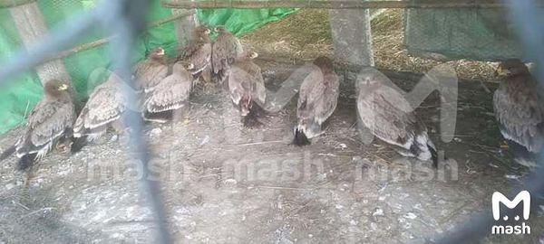 Арабские и азиатские охотники вылавливают на границе соколов и орлов и требуют у орнитологов из России выкуп
