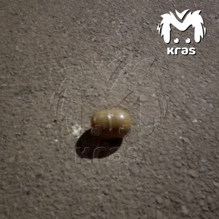 Оперслужбы съехались во двор многоэтажки в Красноярске из-за муляжа гранаты